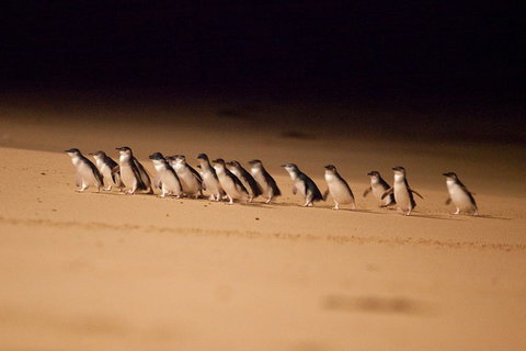 Great Ocean Road & Phillip Island Overnight Tour - Sunshine Coast Tourism 2