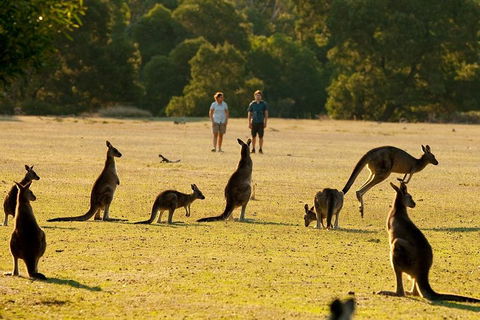 Grampians National Park Small-Group Eco Tour From Melbourne - Holiday Sunshine Coast 4