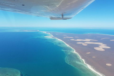 Monkey Mia Dolphins & Shark Bay Air Tour From Perth - Sunshine Coast Tourism 2
