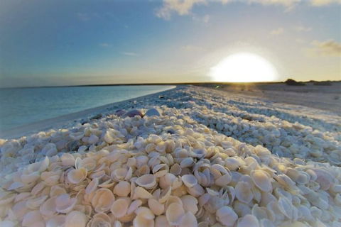Monkey Mia Dolphins & Shark Bay Air Tour From Perth - Sunshine Coast Tourism 3