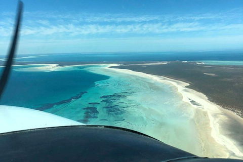 Monkey Mia Dolphins & Shark Bay Air Tour From Perth - Sunshine Coast Tourism 4