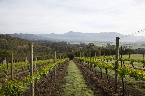 Yarra Valley 2-6 Guests Premium Food And Wine Inc Lunch At Dominique Portet - Sunshine Coast Tourism 1