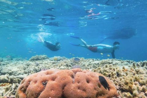 Great Barrier Reef Day Cruise To Reefworld - Sunshine Coast Tourism 1