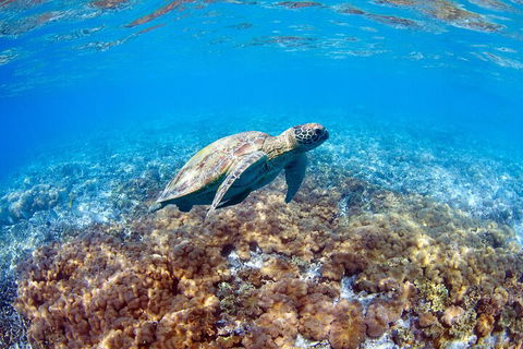 Great Barrier Reef Day Cruise To Reefworld - Sunshine Coast Tourism 5
