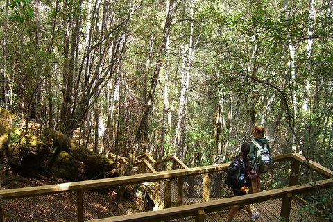 Mt Field National Park And Russell Falls From Hobart - Sunshine Coast Tourism 4