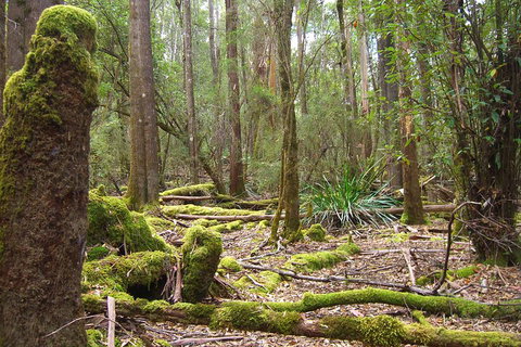 Mt Field National Park And Russell Falls From Hobart - Sunshine Coast Tourism 5