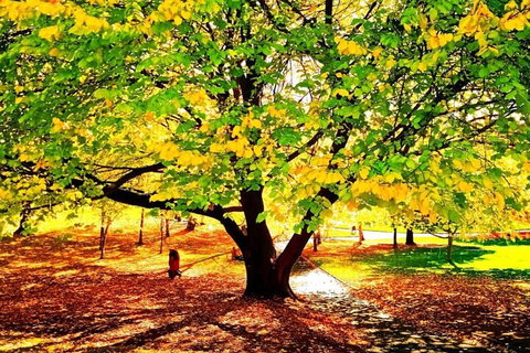 Hobart Half-Day Sightseeing Coach Tram Tour - Sunshine Coast Tourism 3