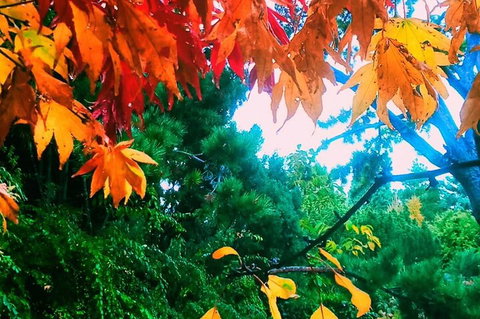 Hobart Half-Day Sightseeing Coach Tram Tour - Sunshine Coast Tourism 4