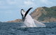 Byron Bay Whale Watching Cruise - thumb 0