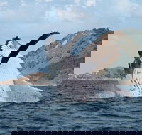 Byron Bay Whale Watching Cruise - Holiday Sunshine Coast