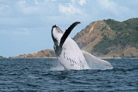 Byron Bay Whale Watching Cruise - Sunshine Coast Tourism 0
