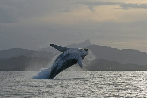 Byron Bay Whale Watching Cruise - Sunshine Coast Tourism 1