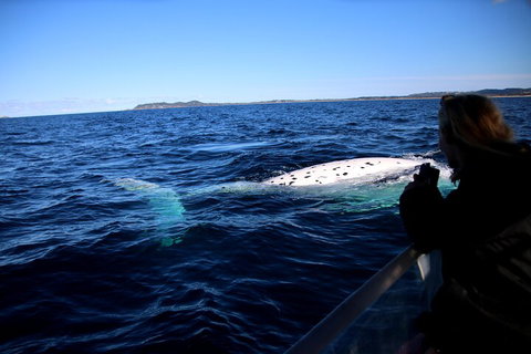 Byron Bay Whale Watching Cruise - Sunshine Coast Tourism 2