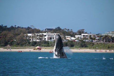Byron Bay Whale Watching Cruise - Sunshine Coast Tourism 3
