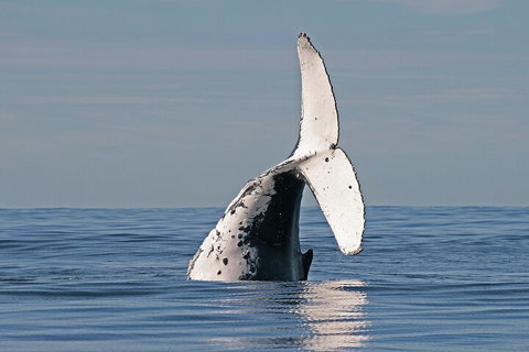 Byron Bay Whale Watching Cruise - Sunshine Coast Tourism 4