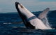 Byron Bay Whale Watching Cruise - thumb 5