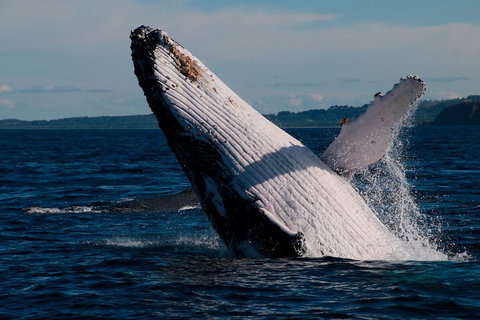 Byron Bay Whale Watching Cruise - Sunshine Coast Tourism 5