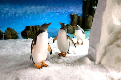 Penguin Passport At SEA LIFE Melbourne Aquarium - Sunshine Coast Tourism 1
