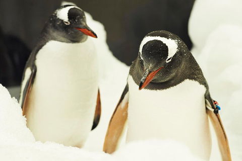 Penguin Passport At SEA LIFE Melbourne Aquarium - Sunshine Coast Tourism 2