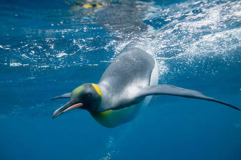 Penguin Passport At SEA LIFE Melbourne Aquarium - Sunshine Coast Tourism 3