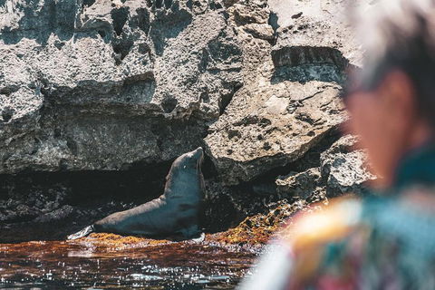 Adventure Rottnest Tour With Ferry & Adventure Cruise From Perth Or Fremantle - Holiday Sunshine Coast 1