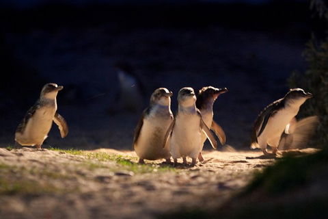 Small-Group Phillip Island Penguin Parade Day Tour From Melbourne - Sunshine Coast Tourism 5
