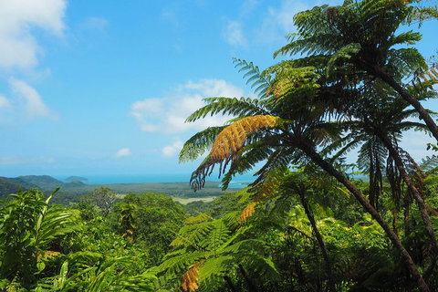 Cape Tribulation, Daintree Rainforest And Wildlife Tour - Holiday Sunshine Coast 3