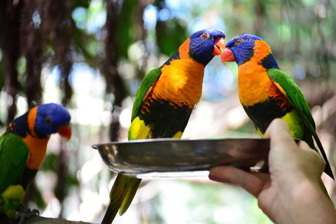 Wildlife Habitat Port Douglas - Holiday Sunshine Coast 0