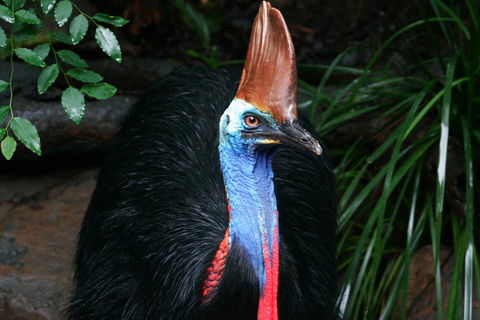 Wildlife Habitat Port Douglas - Holiday Sunshine Coast 3