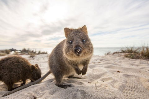 Rottnest Bayseeker Bus Tour From Hillarys Boat Harbour - Sunshine Coast Tourism 1