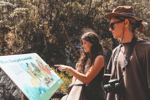 Springbrook AndTamborine Rainforest Tour Incl Natural Bridge And Glow Worm Cave - Sunshine Coast Tourism 0