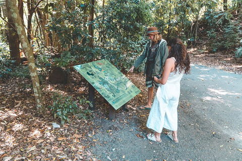 Springbrook AndTamborine Rainforest Tour Incl Natural Bridge And Glow Worm Cave - Sunshine Coast Tourism 5