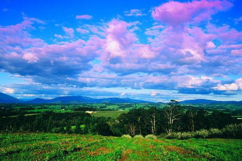 Yarra Valley Wine And Cider Tours By Classic Convertibles From Melbourne - Sunshine Coast Tourism 3