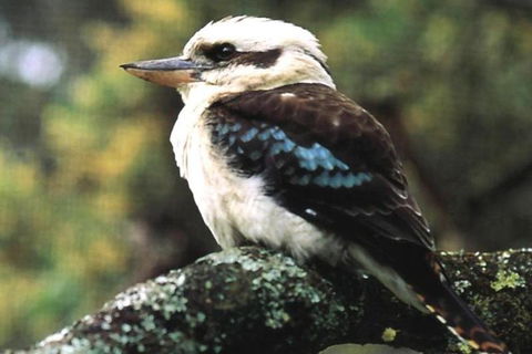 Yarra Valley Wine And Cider Tours By Classic Convertibles From Melbourne - Sunshine Coast Tourism 4