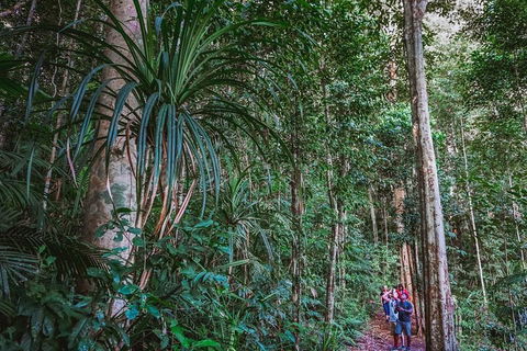 Atherton Tablelands Rain Forest By Night From Cairns - Holiday Sunshine Coast 0