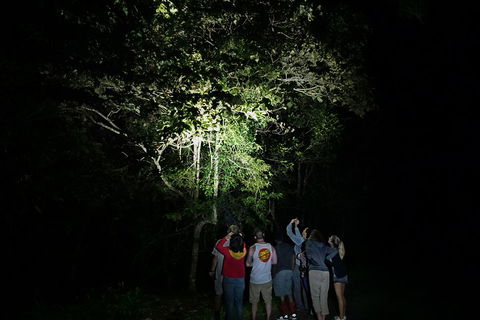 Atherton Tablelands Rain Forest By Night From Cairns - Holiday Sunshine Coast 2