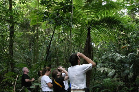 Atherton Tablelands Rain Forest By Night From Cairns - Holiday Sunshine Coast 3