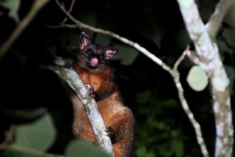 Atherton Tablelands Rain Forest By Night From Cairns - Holiday Sunshine Coast 4