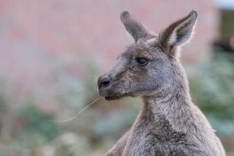 Grampians National Park With Kangaroos And MacKenzie Falls From Melbourne - Holiday Sunshine Coast 0