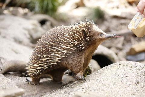 Healesville Sanctuary General Entry Ticket - Sunshine Coast Tourism 4