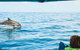 Cruise With Dolphins In Byron Bay - thumb 0