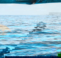 Cruise with Dolphins in Byron Bay - Holiday Sunshine Coast