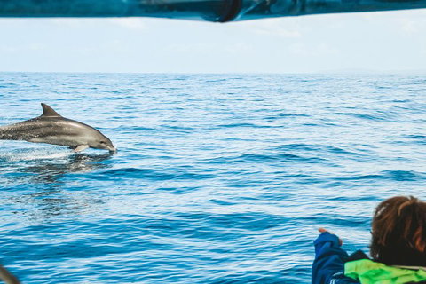 Cruise With Dolphins In Byron Bay - Holiday Sunshine Coast 0