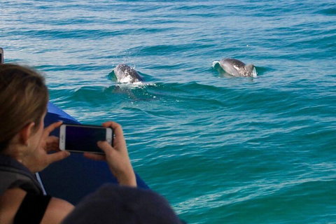 Cruise With Dolphins In Byron Bay - Holiday Sunshine Coast 1
