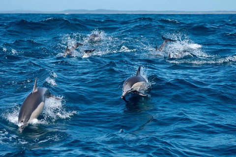 Cruise With Dolphins In Byron Bay - Holiday Sunshine Coast 2