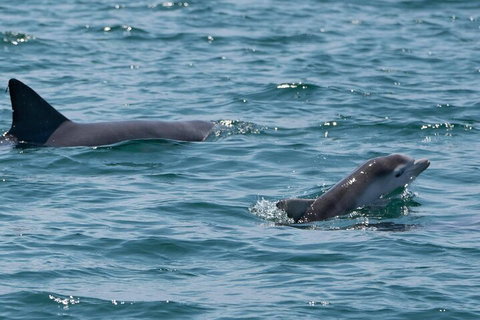 Cruise With Dolphins In Byron Bay - Holiday Sunshine Coast 5