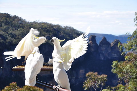 Private Blue Mountains Tour - Sunshine Coast Tourism 1
