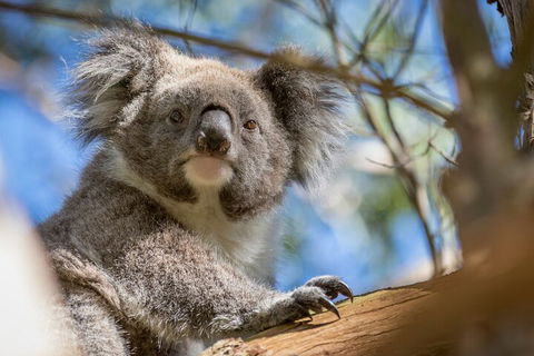 Phillip Island Penguin And Koala Highlights Day-Trip From Melbourne - Sunshine Coast Tourism 2