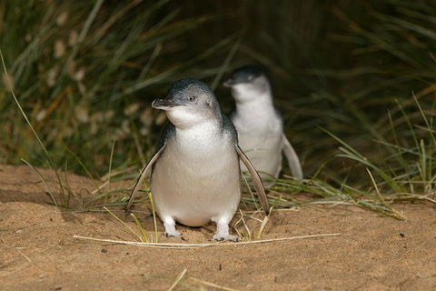 Phillip Island Penguin And Koala Highlights Day-Trip From Melbourne - Sunshine Coast Tourism 3