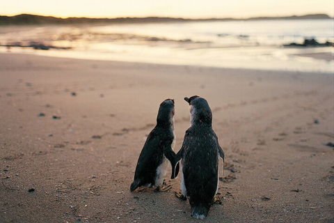 Phillip Island Penguin And Koala Highlights Day-Trip From Melbourne - Sunshine Coast Tourism 4